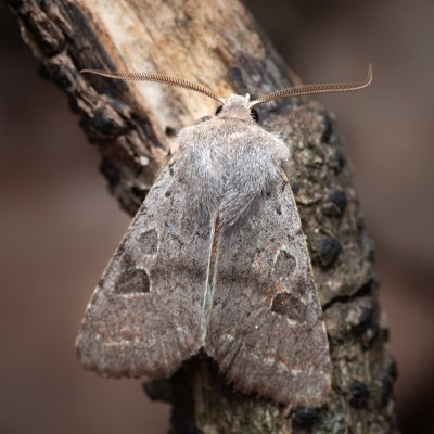 Orthosia populeti (jarnice topolová), Pouzdřanský rybník