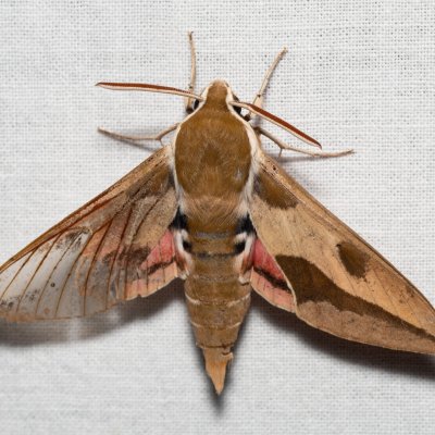 Hyles euphorbiae (lišaj pryšcový), PR Svatý kopeček