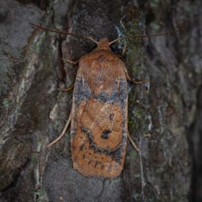 Conistra vaccinii (zimovnice brusnicová), Žebětín