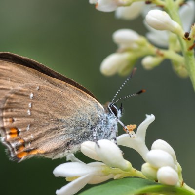 Satyrium acaciae (ostruháček kapinicový), Nosislav - Kyndlířky