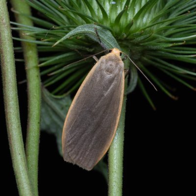 Eilema griseola (lišejníkovec šedý), PP Střelická bažinka