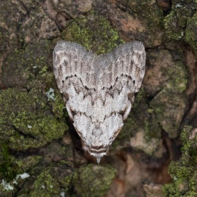Nola confusalis (drobnuška brusnicová), Helenčina studánka