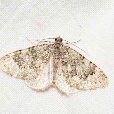 Euphyia frustata (píďalka žlutozelená), PR Svatý kopeček