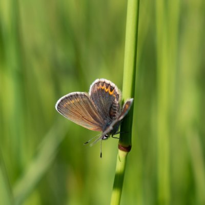 Plebejus argus (modrásek černolemý), PP Člupy