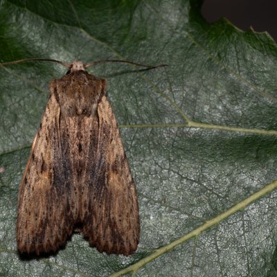 Lithophane socia (dřevobarvec stromový), Hodonín - Zbrod