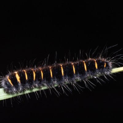 Macrothylacia rubi (bourovec ostružiníkový), NPP Pouzdřanská step - Kolby