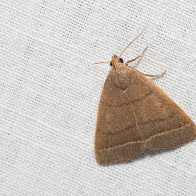 Simplicia rectalis (žlutavka jižní), NPP Na Adamcích