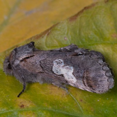 Diloba caeruleocephala (modrohlávek ovocný), Žebětín