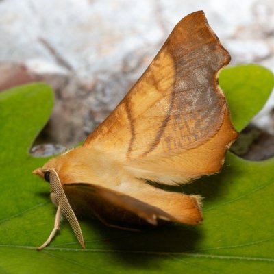 Ennomos fuscantaria (zejkovec jasanový), Hornek