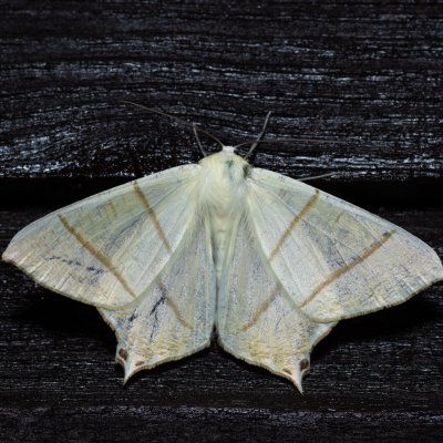 Ourapteryx sambucaria (zejkovec bezový), SK, Štôla