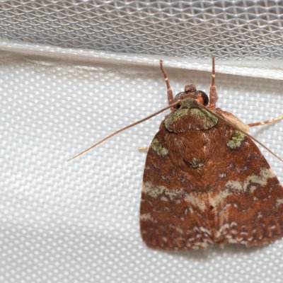 Didigua vexilla (-), TH, Khao Sok