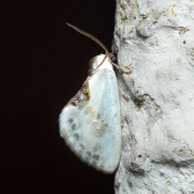 Cilix glaucata (srpokřídlec trnkový), Lukovany