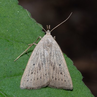 Macrochilo cribrumalis (žlutavka bahenní), NPP Jeskyně Pekárna