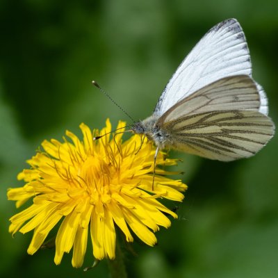 Pieris napi (bělásek řepkový), PP Bobrava