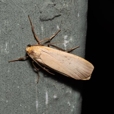 Eilema depressa (lišejníkovec žlutokrajný), Říčky