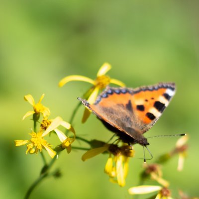 Aglais urticae (babočka kopřivová), Radegast