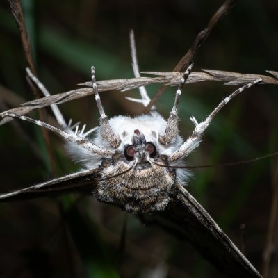 Catocala fraxini (stužkonoska modrá), Bratčice