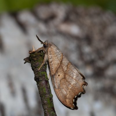 Falcaria lacertinaria (srpokřídlec březový), Henčov