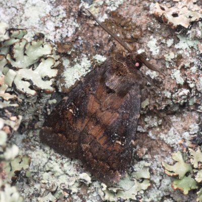 Charanyca ferruginea (blýskavka opencová), PP Prameniště Pohořského potoka