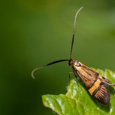 Nemophora degeerella (adéla pestrá), PR Kamenný vrch