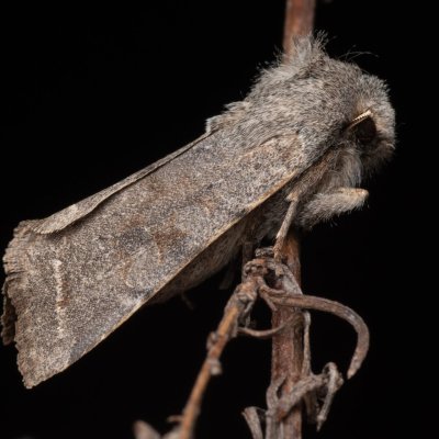 Orthosia opima (jarnice šedá), PP Člupy