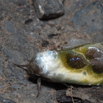 Acontia olivacea (-), TH, Khao Sok