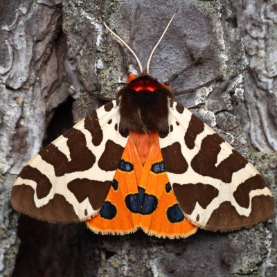 Arctia caja (přástevník medvědí), NPR Radostínské rašeliniště