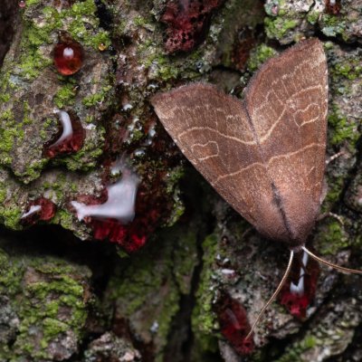 Atethmia ambusta (zlatokřídlec hrušňový), PP Kamenice u Hlohovce