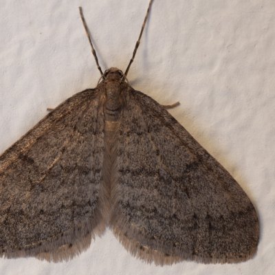 Operophtera brumata (píďalka podzimní), Žebětín