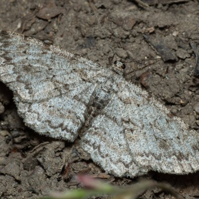 Ectropis crepuscularia (různorožec orlíčkový), Augšperský potok