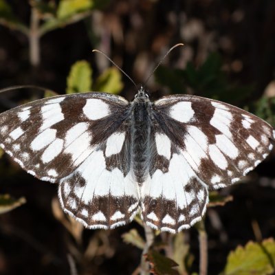 Melanargia galathea (okáč bojínkový), PR Kamenný vrch