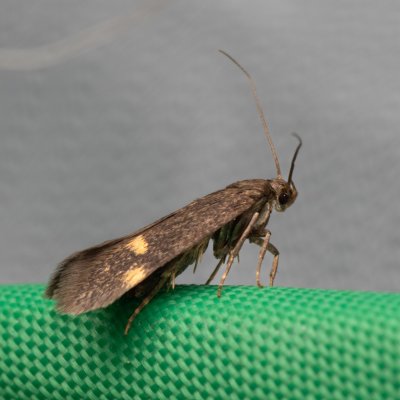 Borkhausenia minutella (-), Hády