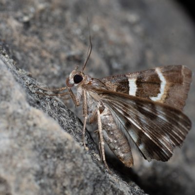Grammodes stolida (hnědopáska jižní), pískovna u Mušlova