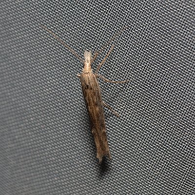 Ypsolopha mucronella (-), NPP Malhotky