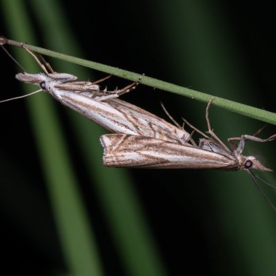 Crambus lathoniellus (travařík obecný), PP Pohoří na Šumavě