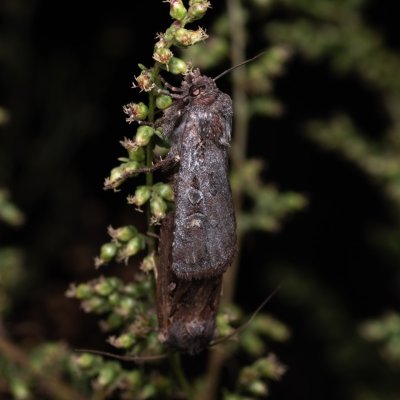 Euxoa sp., PP Pánov