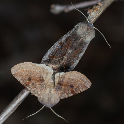 Orthosia incerta (jarnice březnová), Kývalka