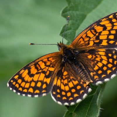 Melitaea athalia (hnědásek jitrocelový), NS Bučín