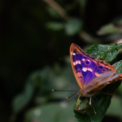 Apatura ilia (batolec červený), Vémyslice
