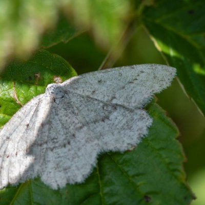 Gnophini sp., SK, NPR Furkotská dolina, Tatry