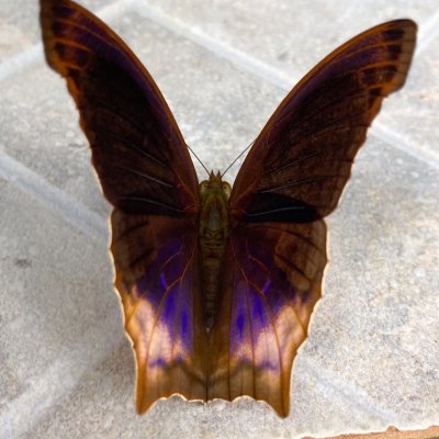 Terinos atlita (-), TH, Khao Sok