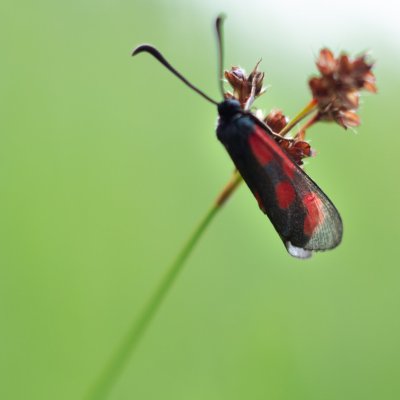 Zygaena loti (vřetenuška kozincová), PP Obůrky - Třeštěnec