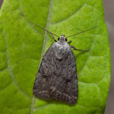 Athetis gluteosa (blýskavka šedohnědá), PP Na cvičišti