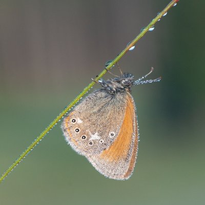 Coenonympha glycerion (okáč třeslicový), Pohoří na Šumavě