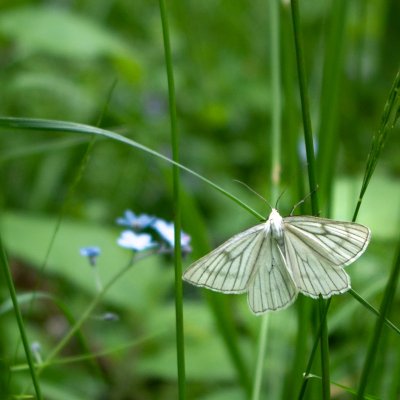 Siona lineata (bělokřídlec luční), Podkomorské lesy