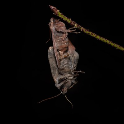 Conistra ligula (zimovnice hlohová), PR Kamenný vrch