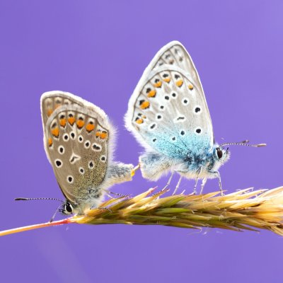 Polyommatus icarus (modrásek jehlicový), PR Kamenný vrch