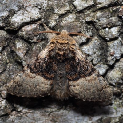 Colocasia coryli (běloskvrnka lísková), Hostěnice