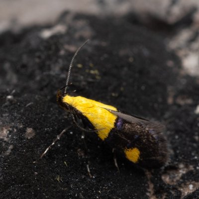 Oecophora bractella (krásněnka skvostná), Hády