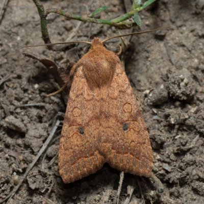 Agrochola circellaris (polnice jívová), Žebětín